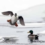 Goldeneye duck with mallard in Essex on Lake Champlain (Photo: John DiGiacomo)