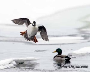 Goldeneye duck with mallard in Essex on Lake Champlain (Photo: John DiGiacomo)