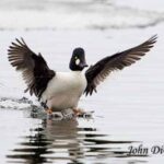 Goldeneye duck in Essex on Lake Champlain (Photo: John DiGiacomo)