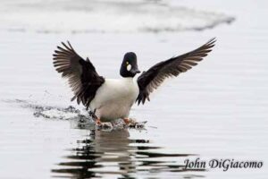 Goldeneye duck in Essex on Lake Champlain (Photo: John DiGiacomo)