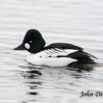 Goldeneye duck in Essex on Lake Champlain (Photo: John DiGiacomo)