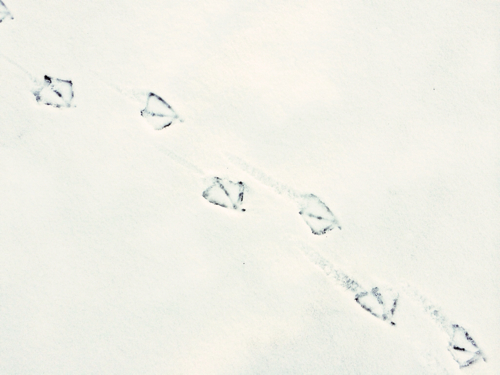 Decrypting Bird Tracks in Snow: Mallard (Photo: virtualDavis)