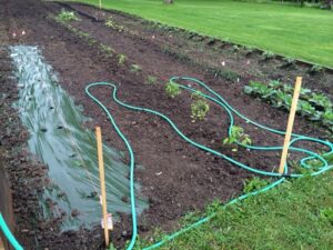 Garden Update: Soggy Friday the 13th