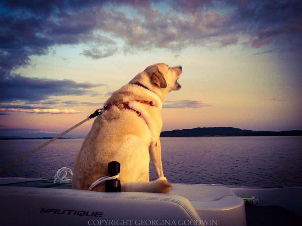 Incredible silky-glass lake water, wowowow-sunset-skies: Griffin on the back of the ski boat barking to protect his mama whose gone waterskiing. Aaawwww! (Photo: Georgina Goodwin)