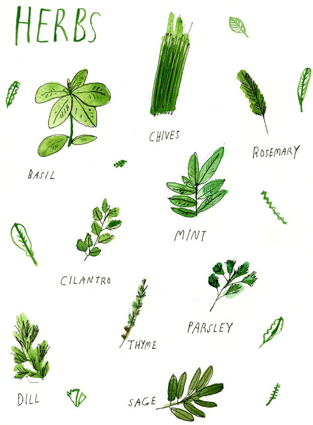 Herbs, by Elizabeth Graeber