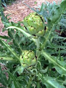 Imperial Star Artichokes, August 1, 2014