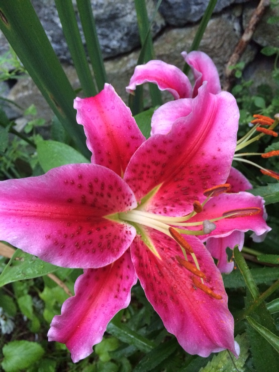 Lilies, August 2014 (Source: Rosslyn Redux)