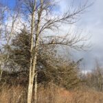 Enormous hawk hunting in Rosslyn's back meadows.