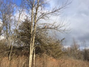 Enormous hawk hunting in Rosslyn's back meadows.