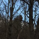 Owl perched quietly in Rosslyn's Hickory Hillock.