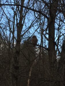 Owl perched quietly in Rosslyn's Hickory Hillock.