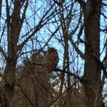 Owl perched quietly in Rosslyn's Hickory Hillock.