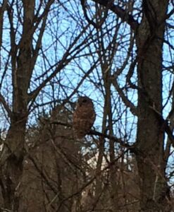 Owl perched quietly in Rosslyn's Hickory Hillock.