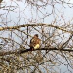 Enormous hawk hunting in Rosslyn's back meadows.