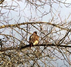 Enormous hawk hunting in Rosslyn's back meadows.