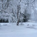 Many of our trees were damaged during the early December 2014 snowfall.