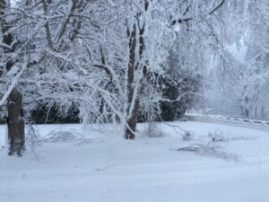 Many of our trees were damaged during the early December 2014 snowfall.