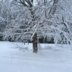 Many of our trees were damaged during the early December 2014 snowfall.