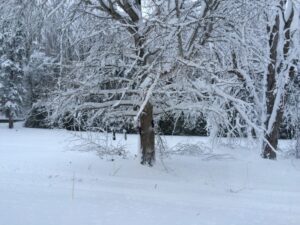 Many of our trees were damaged during the early December 2014 snowfall.