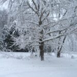 Many of our trees were damaged during the early December 2014 snowfall.