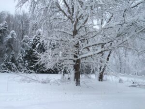 Many of our trees were damaged during the early December 2014 snowfall.