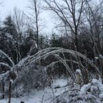 Many of our trees were damaged during the early December 2014 snowfall.