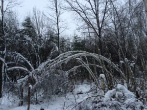 Many of our trees were damaged during the early December 2014 snowfall.