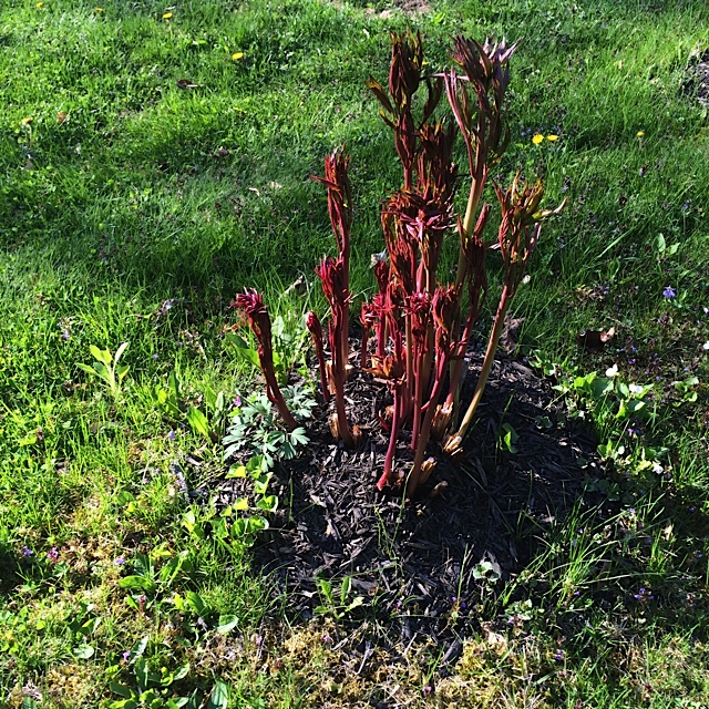 Buried Peony Crowns