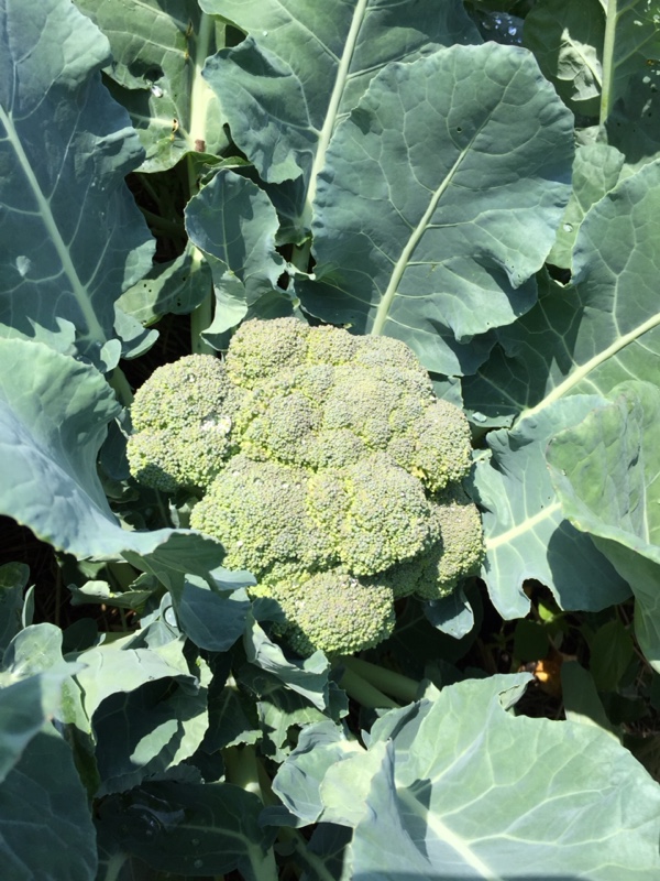 Broccoli Head, July 2015