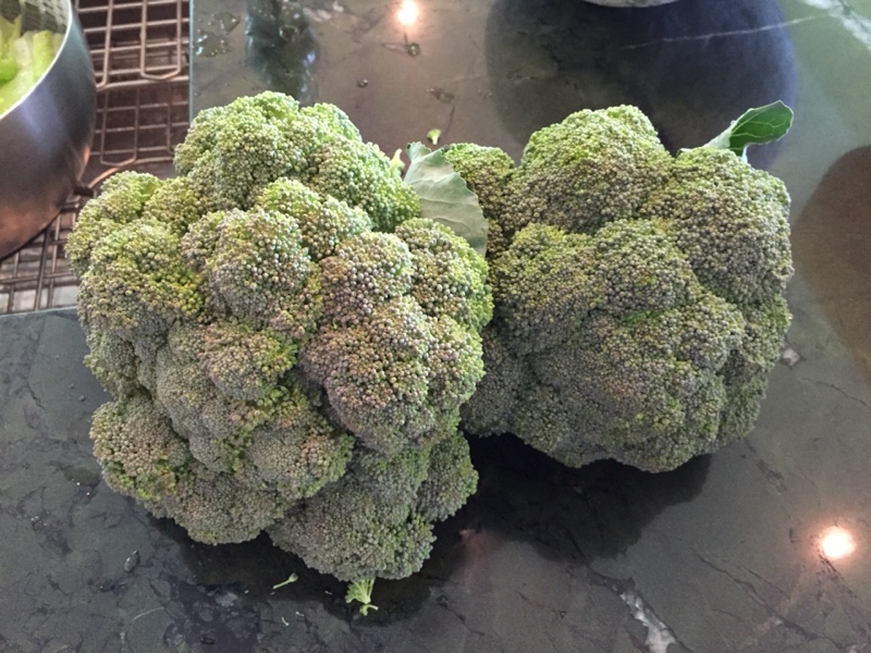 Garden Fresh Broccoli, July 2015