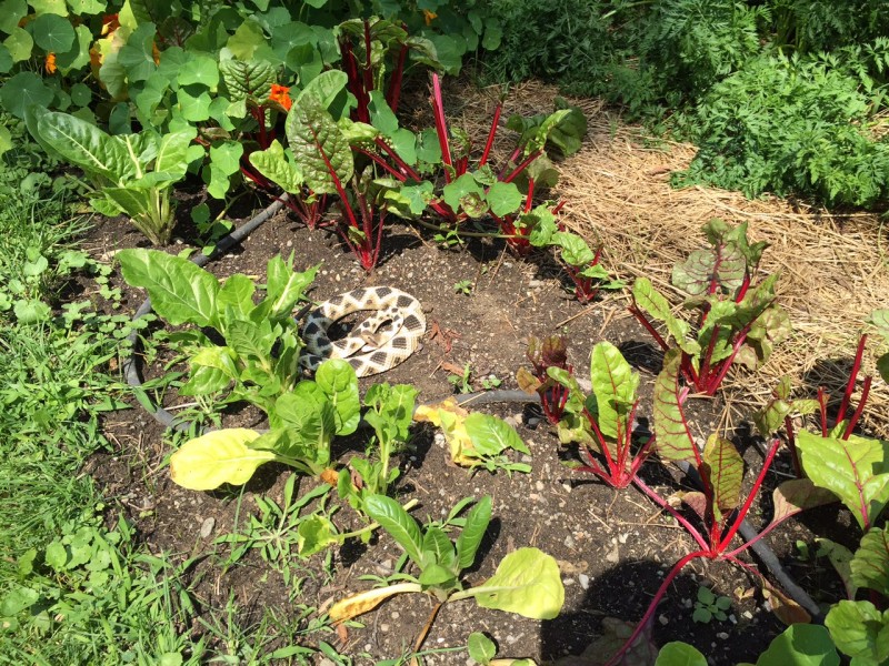 Rattlesnake decoy among the Swiss Chard to deter the White Tail Deer