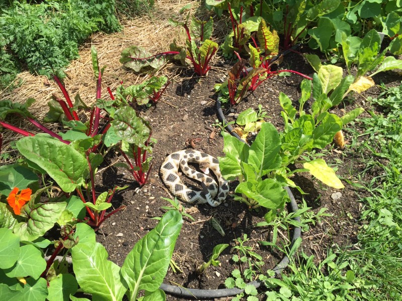 Rattlesnake decoy among the Swiss Chard to deter the White Tail Deer