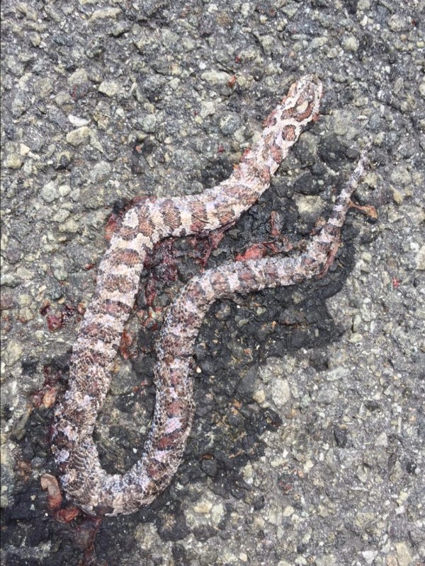 Is this unfortunate snake spotted on Willsboro point at the end of July 2015 an anerythristic corn snake?