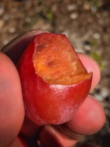 Plum Premature Fruit Drop: Rosslyn orchard, July 15, 2015