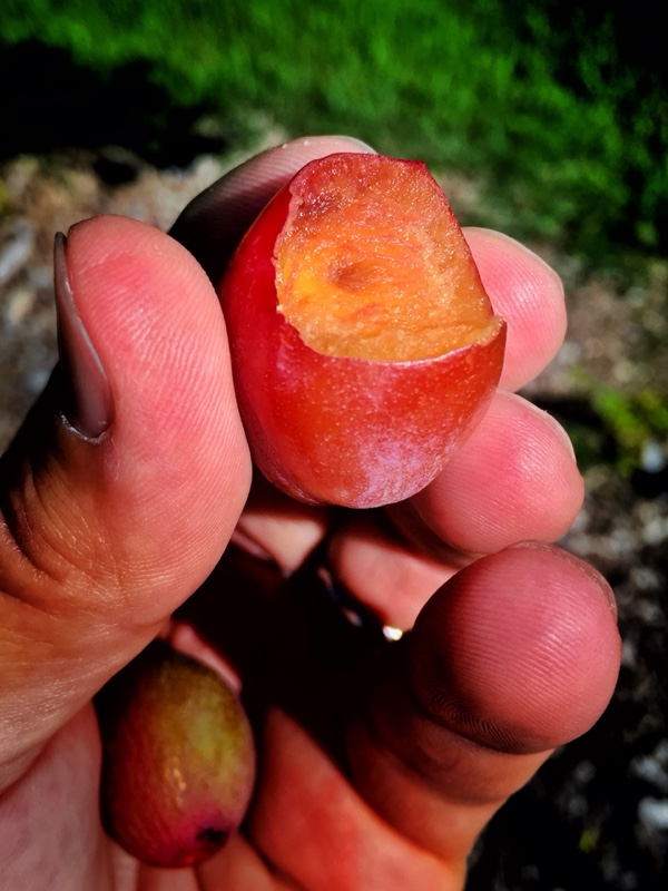 Plum Premature Fruit Drop: Rosslyn orchard, July 15, 2015