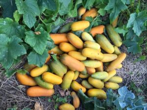 Yellow-Orange Cucumbers (Photo: virtualDavis)