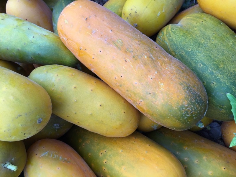 Green, Orange, and Yellow Cucumbers (Photo: virtualDavis)