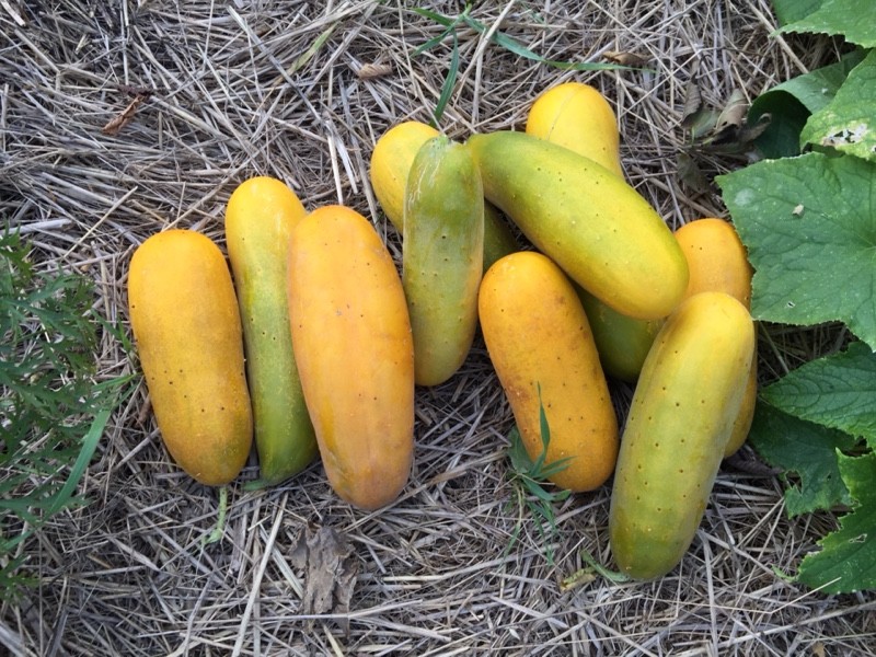 Green, Yellow, Orange Cucumbers (Photo: virtualDavis)