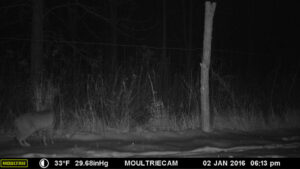 Bobcat photographed on Rosslyn trail cam January 2, 2016.