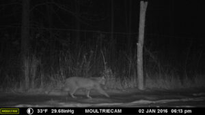 Bobcat photographed on Rosslyn trail cam January 2, 2016.