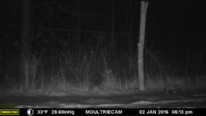 Bobcat photographed on Rosslyn trail cam January 2, 2016.