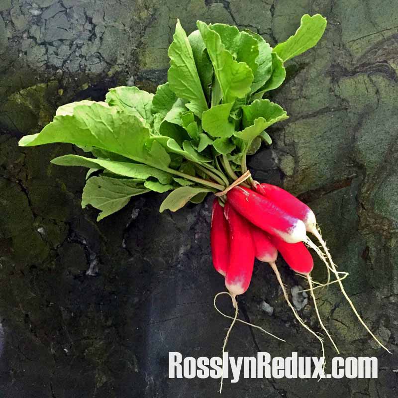 Radishes and Radish Greens