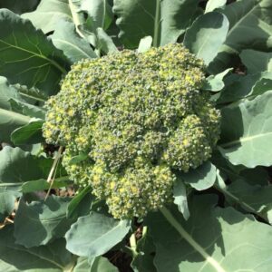 Organic Broccoli, Summer 2016