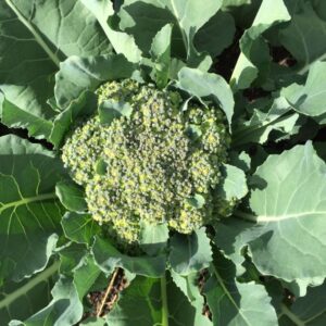 Organic Broccoli, Summer 2016