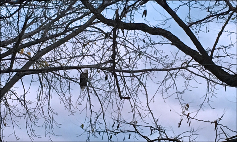 Bald Eagle Omen (Credit: Melissa Davis)