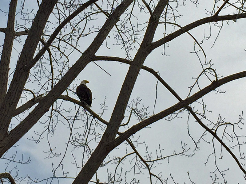 I spied this bald eagle surveying Lake Champlain today. (Source: Geo Davis)