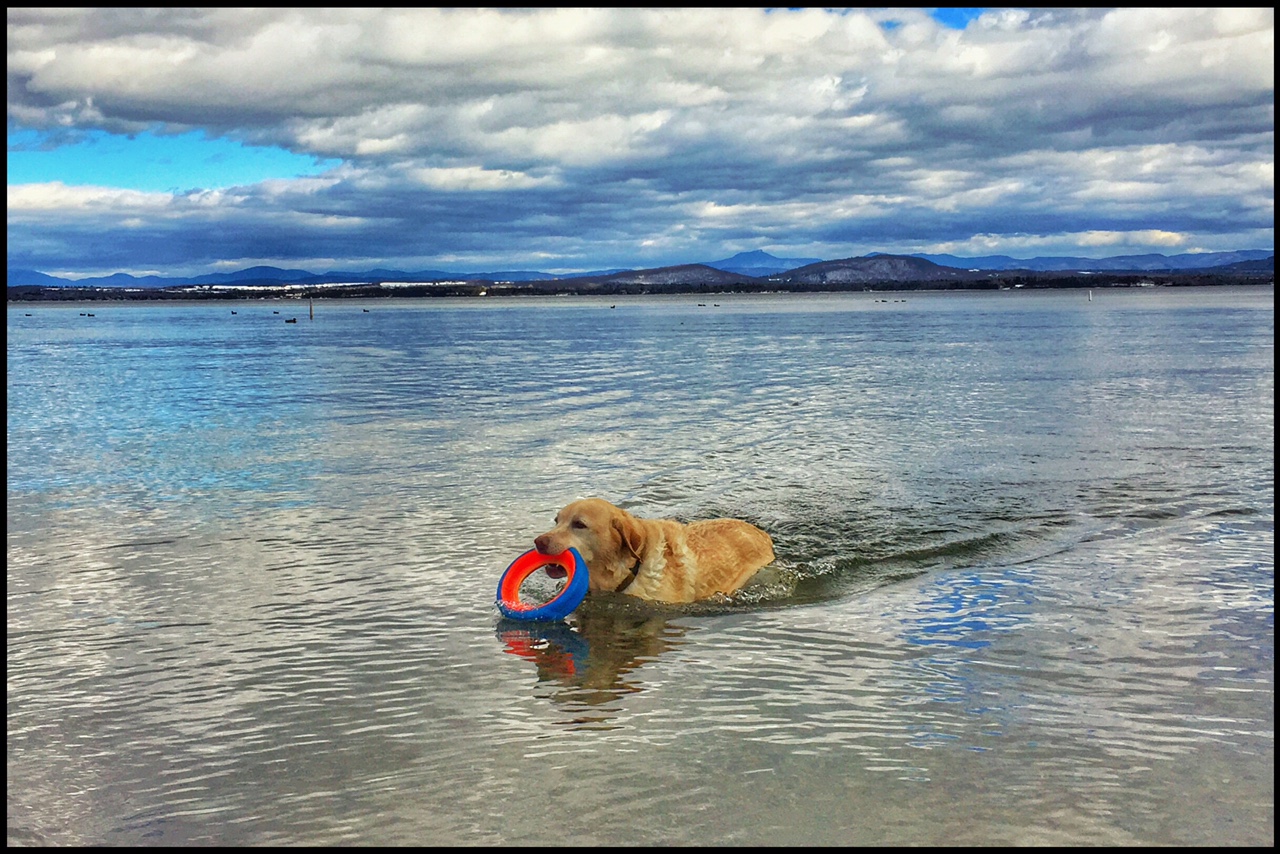 February Swim: Griffin "polar bear plunging" in late February 2017. (Source: Geo Davis)