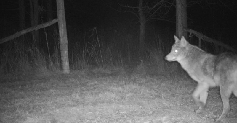 Coyotes Captured on Camera