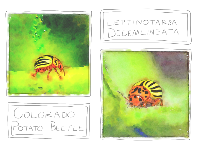 Friend or Foe: Colorado Potato Beetle