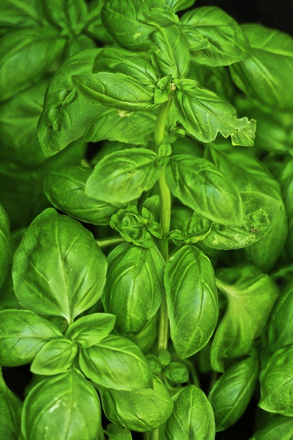 Basil